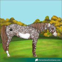 Horse Color:Liver Red Roan Frame Appaloosa 