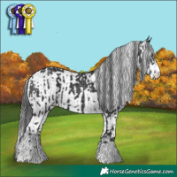 Horse Color:Black  and White Spotted Black 