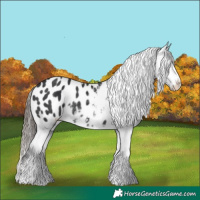 Horse Color:Black Appaloosa Rabicano 