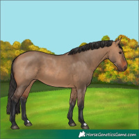 Horse Color:Bay Dun 