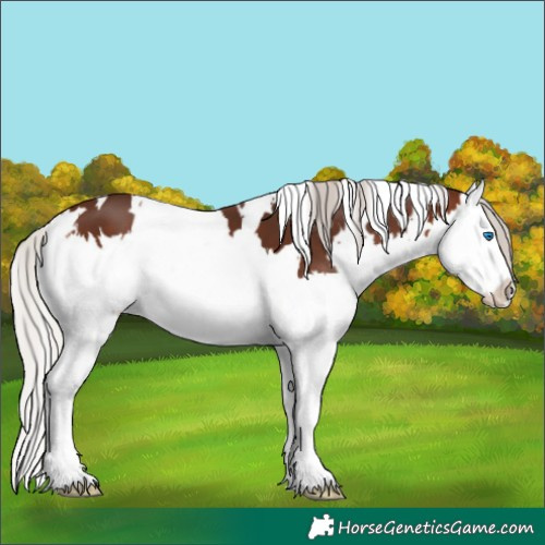 Horse Color:White Spotted Silver Brown Splash 