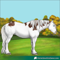 Horse Color:White Spotted Silver Brown Splash 