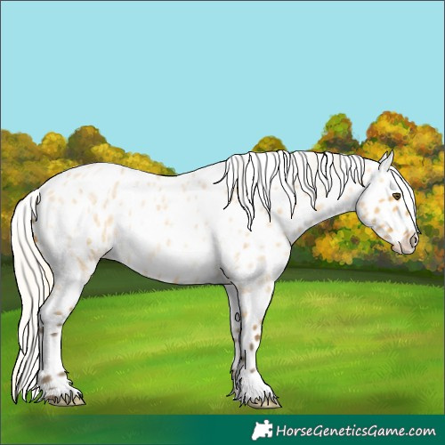 Horse Color:Silver Buckskin Roan Dun Appaloosa 