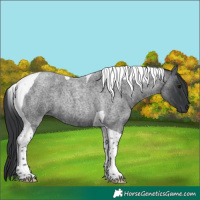 Horse Color:Blue Roan Tobiano 