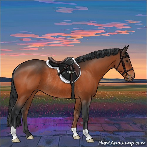 Horse Color:Bay Rabicano 