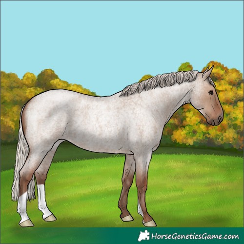 Horse Color:Silver Grullo Roan