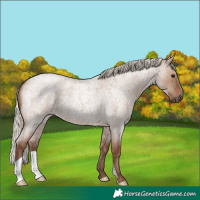 Horse Color:Silver Grullo Roan 
