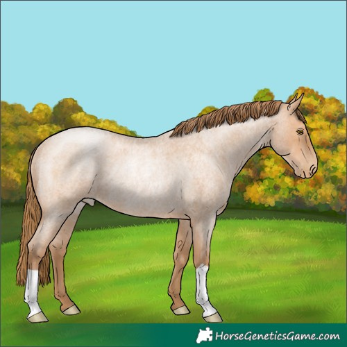 Horse Color:Bay Roan Pearl Rabicano 