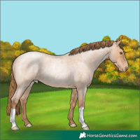 Horse Color:Bay Roan Pearl Rabicano