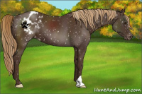 Horse Color:Liver Chestnut Appaloosa 