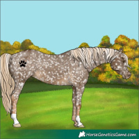 Horse Color:Chocolate Palomino Snowflake Varnish