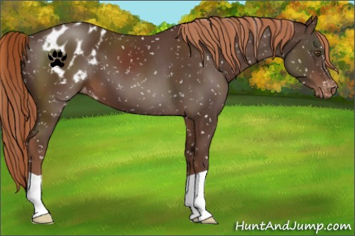 Horse Color:Liver Chestnut Snowflake Varnish