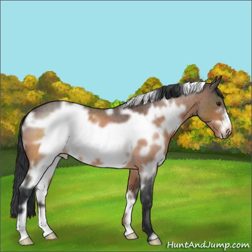 Horse Color:White Spotted Brown Roan Frame 