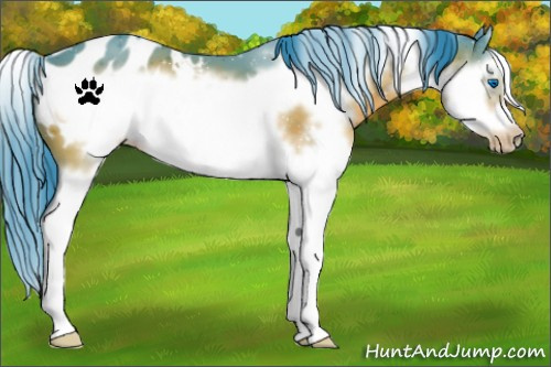 Horse Color:Watercolor Brown Splash Frame Appaloosa 