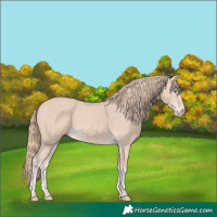 Horse Color:Perlino