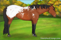 Horse Color:Brown Sabino Appaloosa 