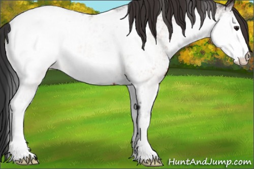 Horse Color:White Spotted Brown Appaloosa