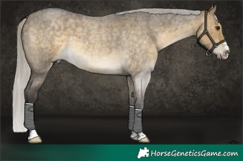 Horse Color:Silver Buckskin Roan Dun 
