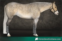 Horse Color:Silver Buckskin Roan Dun 
