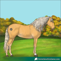 Horse Color:Palomino 
