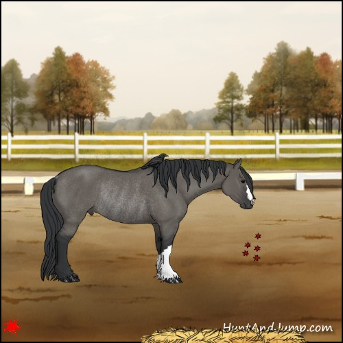 Horse Color:Grullo Rabicano 