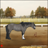 Horse Color:Grullo Rabicano 