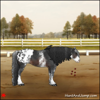 Horse Color:White Spotted Brown Blanket 
