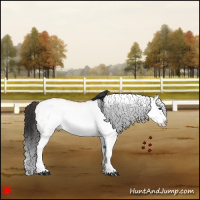 Horse Color:White Spotted Bay Dun Splash 