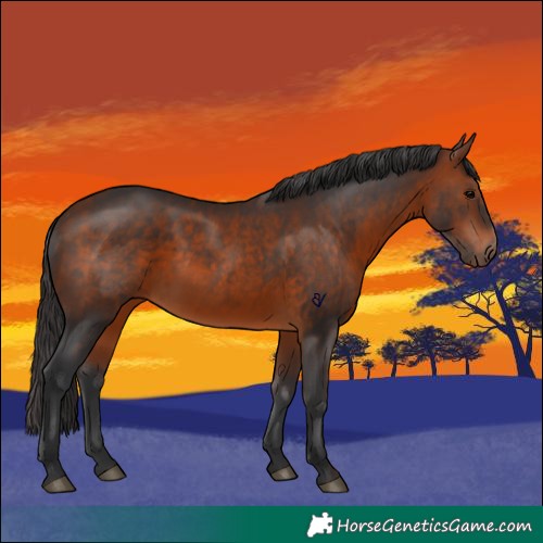 Horse Color:Bay 