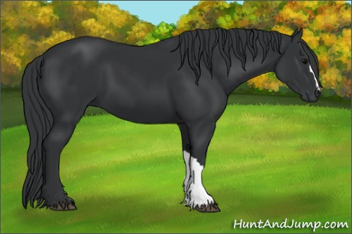 Horse Color:Black 