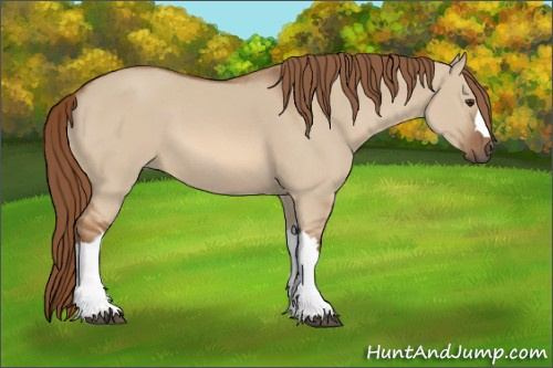Horse Color:Red Dun 