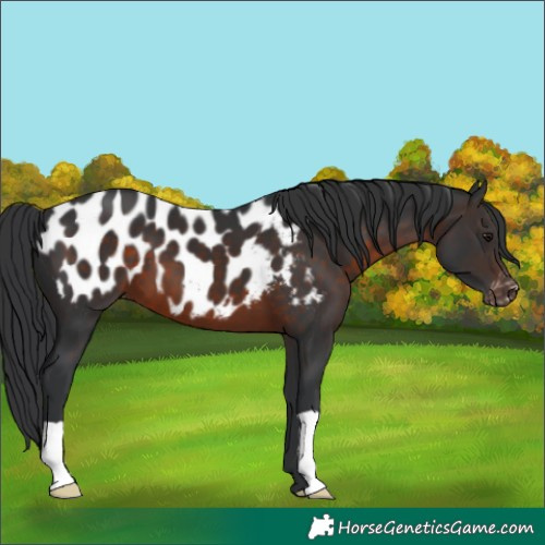 Horse Color:Brown Appaloosa 