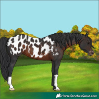 Horse Color:Brown Appaloosa 