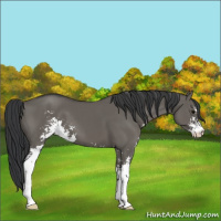 Horse Color:Grullo Sabino 
