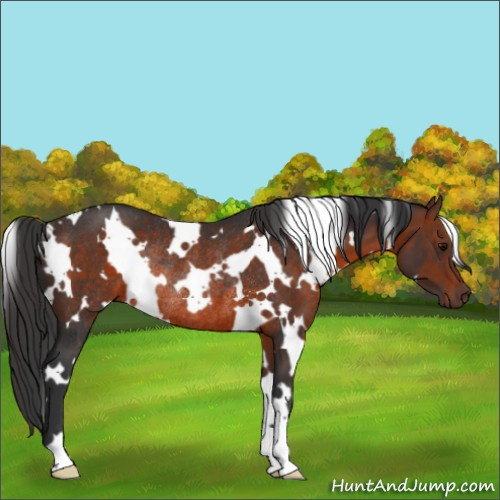 Horse Color:White Spotted Brown Rabicano