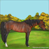 Horse Color:Brown Rabicano 