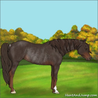 Horse Color:Liver Chestnut Rabicano 