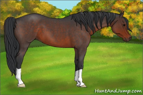 Horse Color:Brown Roan 