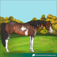 Horse Color:Brown Sabino Rabicano 