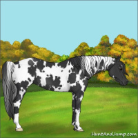 Horse Color:White Spotted Black 