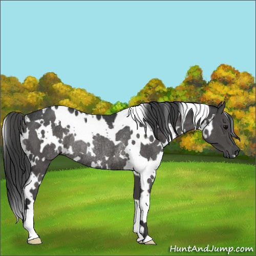 Horse Color:White Spotted Black Rabicano 