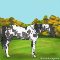 Horse Color:White Spotted Black Rabicano 