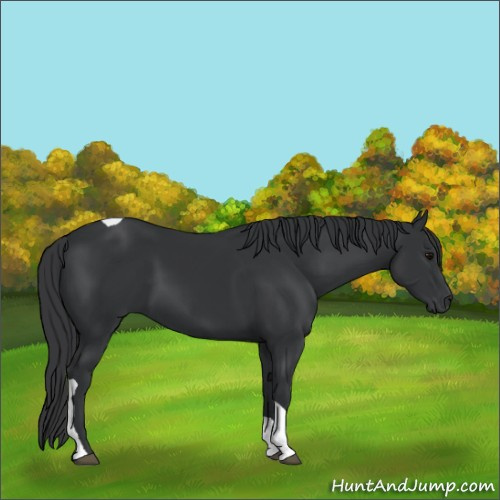 Horse Color:Black Tobiano 