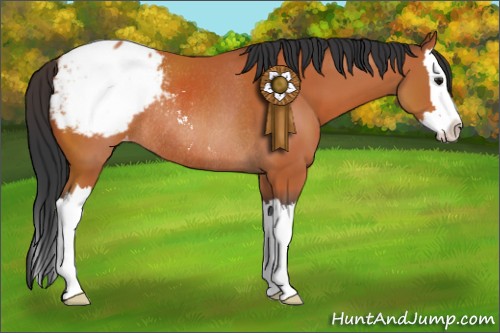 Horse Color:Bay Sabino Splash Appaloosa Rabicano 