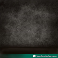 Horse Color:Silver Bay Appaloosa Rabicano 
