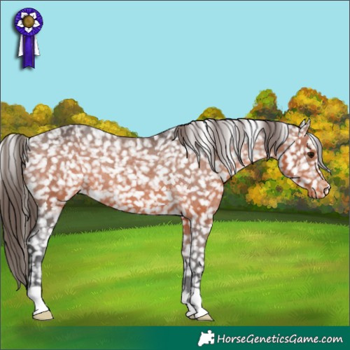 Horse Color:Brown Snowflake Varnish Rabicano 