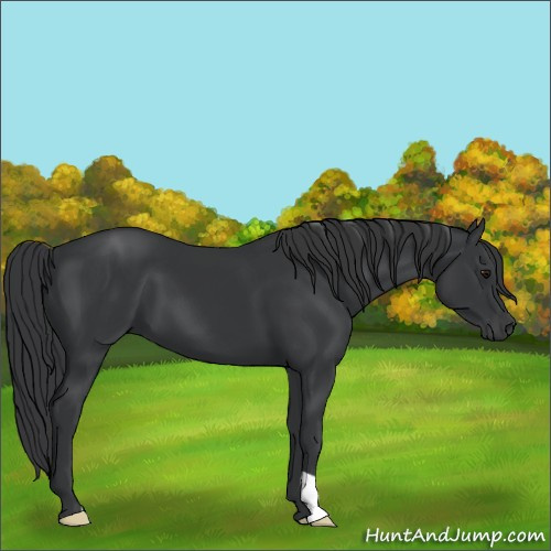 Horse Color:Black 