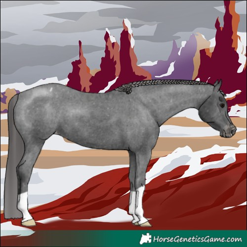 Horse Color:Black Appaloosa