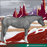 Horse Color:Black Appaloosa 