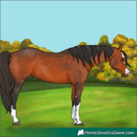Horse Color:Bay 